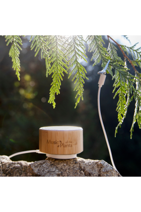 Ginkgo – Powerful & Easy