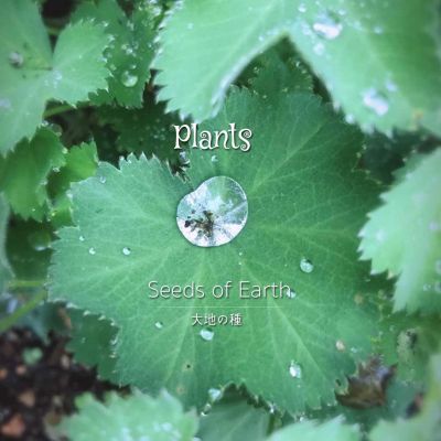 Seeds of Earth. Plants.