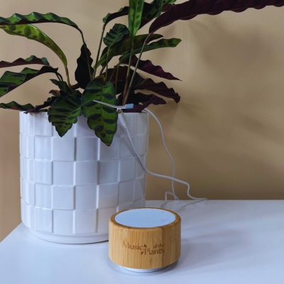 Ginkgo – Powerful & Easy